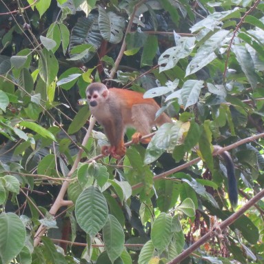 Manuel Antonio National Park makes for a great day trip. Monkeys are a common sight there along with many other areas in Costa Rica.