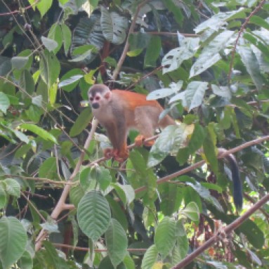 Manuel Antonio National Park makes for a great day trip. Monkeys are a common sight there along with many other areas in Costa Rica.
