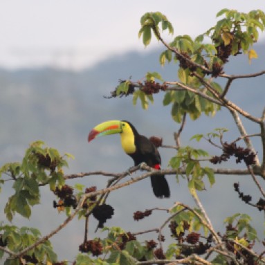 This beautiful keel-billed Toucan was photographed just a few meters from our veranda. Often seen in small groups, this flock consisted of four Toucans.